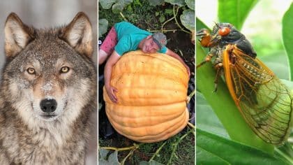 Rare wolf's fate revealed, an upcoming cicada invasion and more trending Lifestyle news