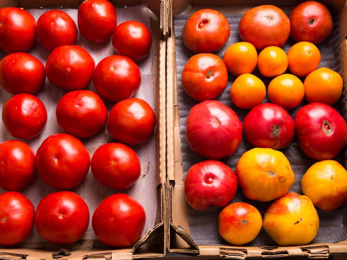 The Simple Trick That Keeps Summer Tomatoes Plump and Juicy Longer