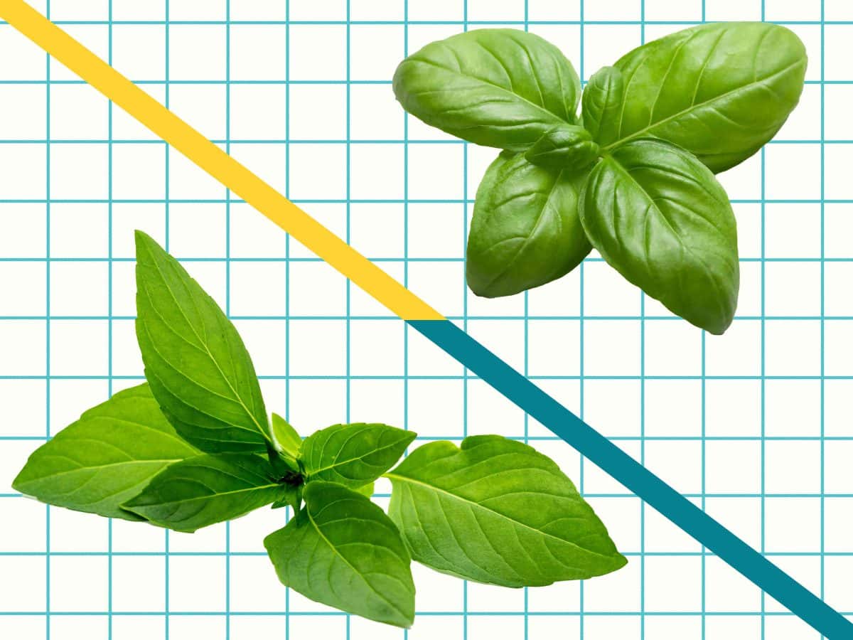 Your Recipe Calls for Basil. But Which Kind Does It Really Need?