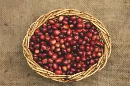 Anonymous hand pouring coffee beans into a burr grinder on a kitchen counter