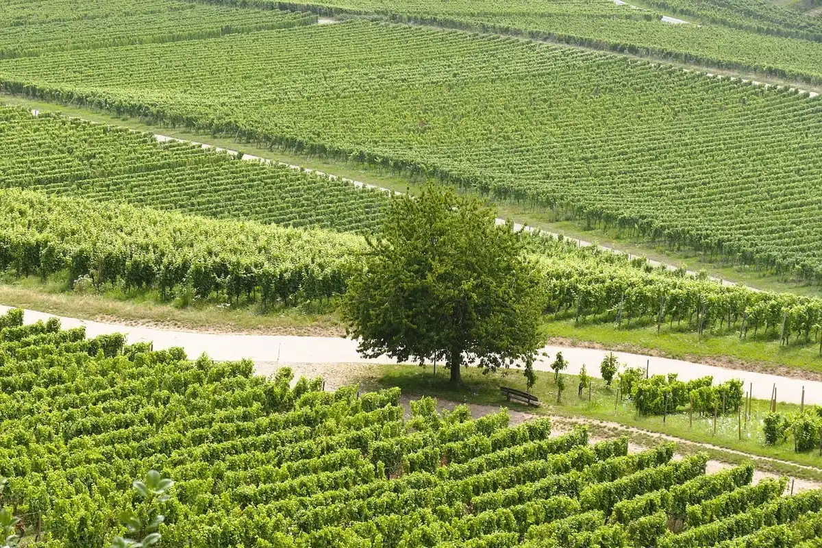 Sunlit Sicilian vineyard rows and Nero d'Avola grape clusters