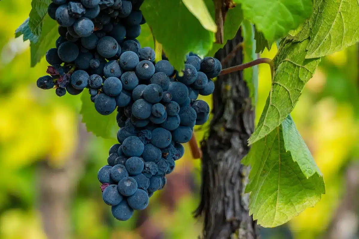 Willamette Valley pinot noir vines with tasting glass
