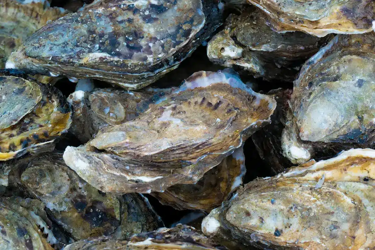 Oysters and seafood chowder served with river views visible through large windows