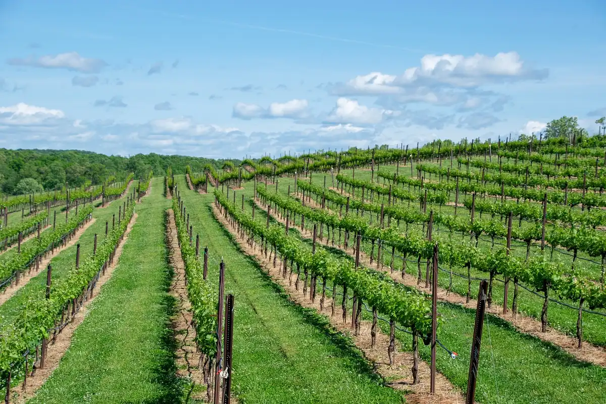 Vineyard rows in morning light showing grapevines and landscape