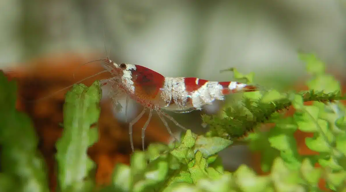 Hands patting shrimp dry with a kitchen towel next to a hot pan