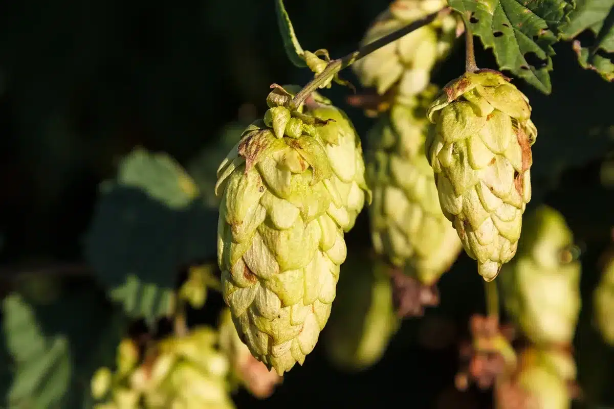 Close-up of hops, malt and a beer glass illustrating beer's fragile mix