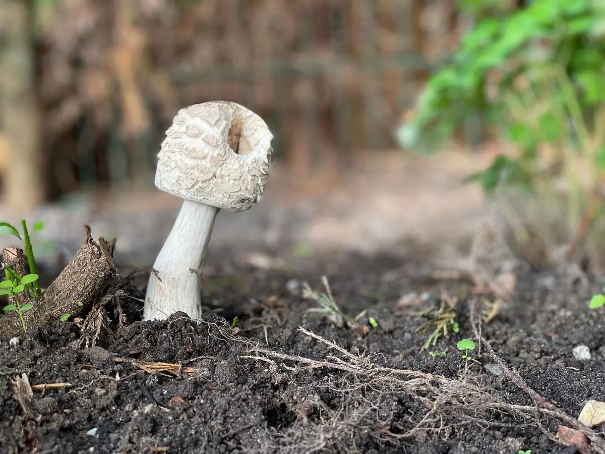 Close-up of coffee grounds mixed into garden soil improving texture