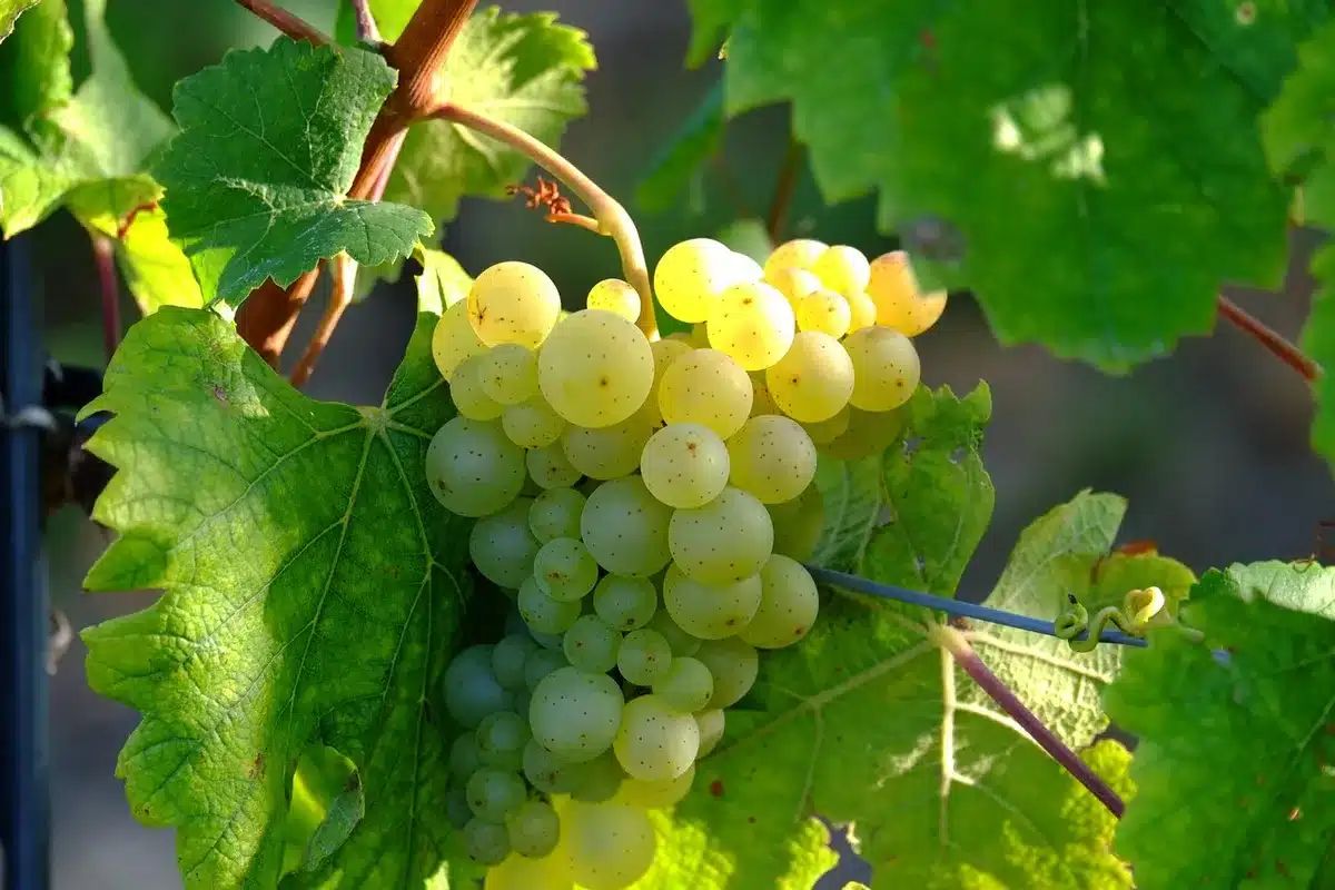 Workers harvesting grapes at night and stainless steel tanks used for gentle pressing