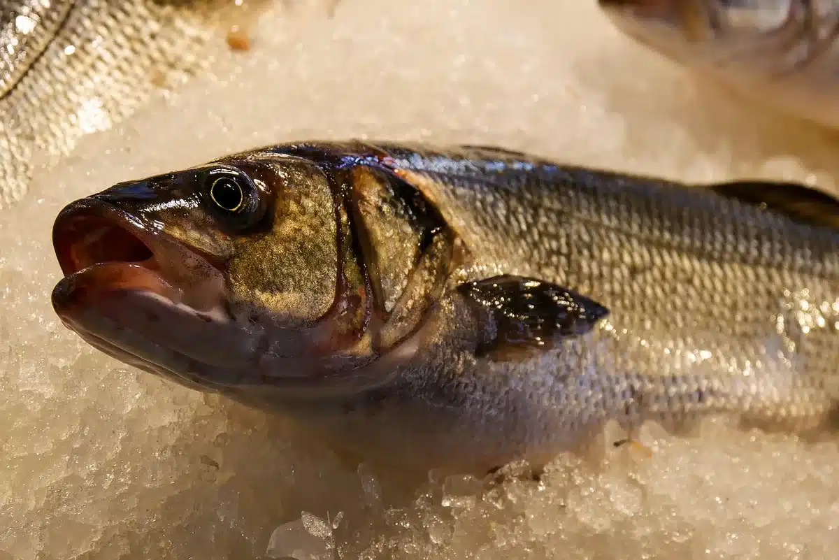 Close-up of a fishmonger display showing whole fish on ice