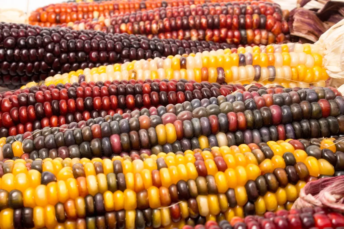 Heirloom corn cobs and a sack labeled 'corn' at a market stall