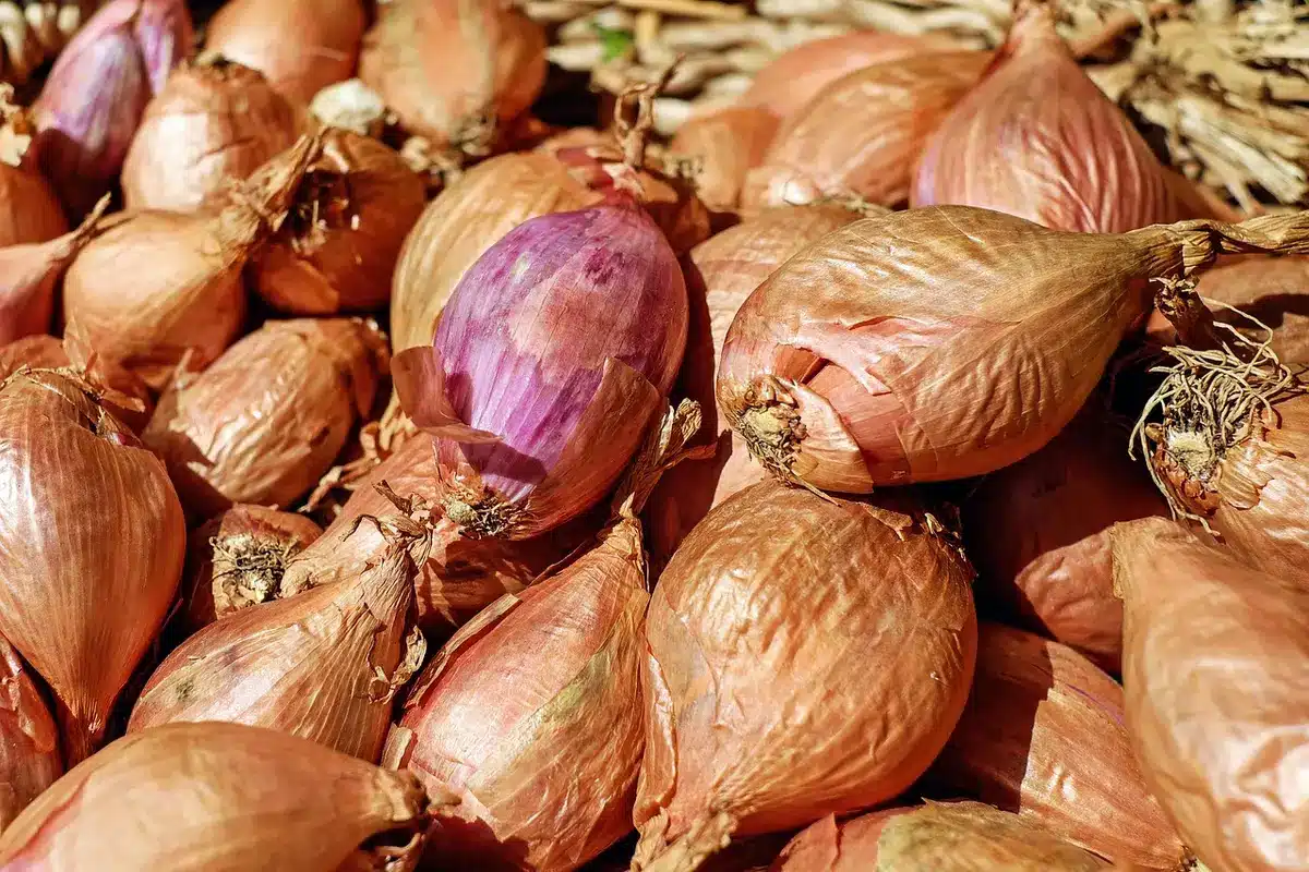 Onions caramelizing in a pan and shallots browning more quickly